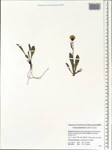 Crepis chrysantha subsp. chrysantha, Siberia, Baikal & Transbaikal region (S4) (Russia)