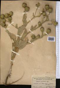 Cousinia pulchella Bunge, Middle Asia, Pamir & Pamiro-Alai (M2)