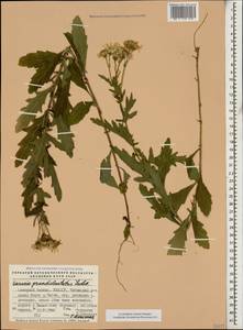 Jacobaea erucifolia subsp. grandidentata (Ledeb.) V. V. Fateryga & Fateryga, Caucasus, Stavropol Krai, Karachay-Cherkessia & Kabardino-Balkaria (K1b) (Russia)