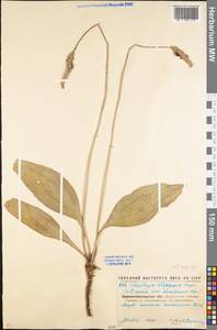 Plantago urvillei Opiz, Eastern Europe, North Ukrainian region (E11) (Ukraine)