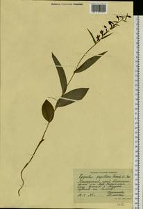 Epipactis papillosa Franch. & Sav., Siberia, Russian Far East (S6) (Russia)