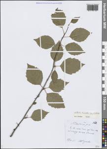 Tracheophyta, Siberia, Yakutia (S5) (Russia)