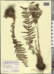 Dryopteris filix-mas (L.) Schott, Caucasus, Georgia (K4) (Georgia)