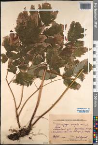 Actaea simplex (DC.) Wormsk. ex Fisch. & C. A. Mey., Siberia, Russian Far East (S6) (Russia)