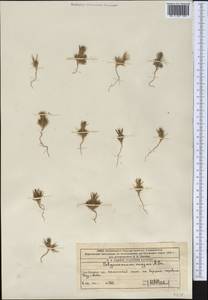 Polycnemum majus A.Braun, Middle Asia, Western Tian Shan & Karatau (M3) (Kazakhstan)