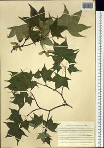 Acer pictum subsp. mono (Maxim.) H. Ohashi, Siberia, Russian Far East (S6) (Russia)