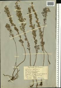 Artemisia pontica L., Eastern Europe, Rostov Oblast (E12a) (Russia)