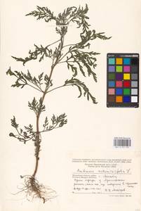 Ambrosia artemisiifolia L., Eastern Europe, Moscow region (E4a) (Russia)