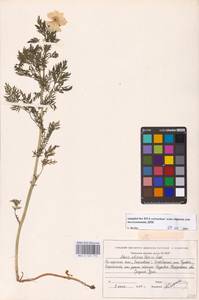 Adonis apennina L., Eastern Europe, Eastern region (E10) (Russia)