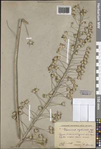 Eremurus soogdianus (Regel) Benth. & Hook.f., Middle Asia, Western Tian Shan & Karatau (M3) (Kyrgyzstan)