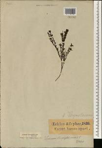 Diplosoma retroversum (Kensit) Schwant., Africa (AFR) (South Africa)