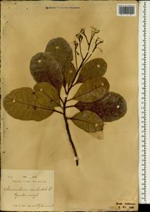 Anacardium occidentale L., South Asia, South Asia (Asia outside ex-Soviet states and Mongolia) (ASIA) (Indonesia)