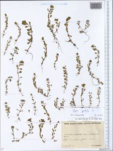 Lythrum portula (L.) D. A. Webb, Eastern Europe, North Ukrainian region (E11) (Ukraine)