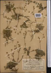 Potentilla soongarica Bunge, Middle Asia, Western Tian Shan & Karatau (M3) (Kazakhstan)