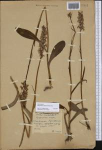 Dactylorhiza maculata subsp. fuchsii (Druce) Hyl., Eastern Europe, Central forest region (E5) (Russia)