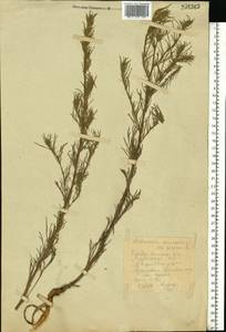 Artemisia campestris, Eastern Europe, Middle Volga region (E8) (Russia)