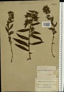 Nonea pulla (L.) DC., Eastern Europe, South Ukrainian region (E12) (Ukraine)