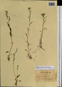 Erysimum boreale (C. A. Mey. ex Rupr.) Trautv., Siberia, Chukotka & Kamchatka (S7) (Russia)