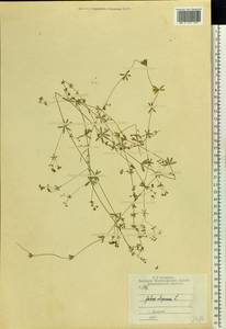 Galium uliginosum L., Eastern Europe, Central region (E4) (Russia)