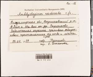 Pseudocampylium radicale (P. Beauv.) Vanderp. & Hedenäs, Bryophytes, Bryophytes - Middle Russia (B6) (Russia)