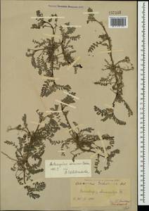 Astragalus sinaicus Boiss., Crimea (KRYM) (Russia)