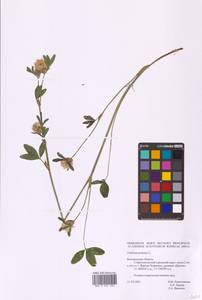 Trifolium pratense L., Eastern Europe, Central forest-and-steppe region (E6) (Russia)