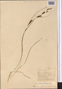 Carex songorica Kar. & Kir., Middle Asia, Western Tian Shan & Karatau (M3) (Kazakhstan)