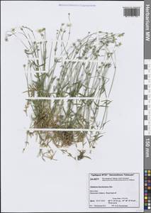 Stellaria fischeriana Ser., Siberia, Central Siberia (S3) (Russia)