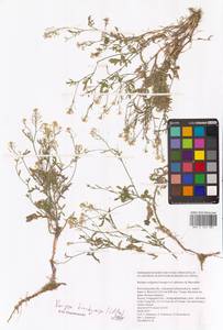Rorippa brachycarpa (C.A.Mey.) Hayek, Eastern Europe, Lower Volga region (E9) (Russia)