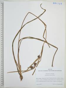Sparganium emersum Rehmann, Siberia, Russian Far East (S6) (Russia)