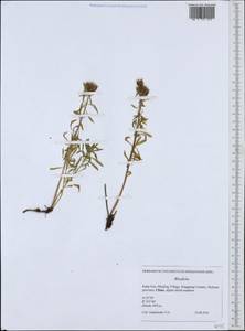Rhodiola, South Asia, South Asia (Asia outside ex-Soviet states and Mongolia) (ASIA) (China)