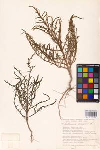 Salicornia perennans Willd., Eastern Europe, South Ukrainian region (E12) (Ukraine)
