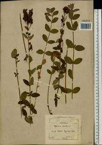 Hypericum hirsutum L., Eastern Europe, Moscow region (E4a) (Russia)