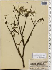 Heracleum freynianum Sommier & Levier, Caucasus, Black Sea Shore (from Novorossiysk to Adler) (K3) (Russia)