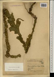 Verbascum phlomoides L., Caucasus, North Ossetia, Ingushetia & Chechnya (K1c) (Russia)