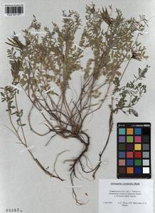 KUZ 001 477, Astragalus ceratoides M. Bieb., Siberia, Altai & Sayany Mountains (S2) (Russia)