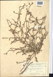 Polygonum acetosum M. Bieb., Middle Asia, Muyunkumy, Balkhash & Betpak-Dala (M9) (Kazakhstan)