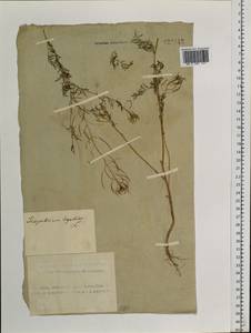 Descurainia sophia (L.) Webb ex Prantl, Siberia, Altai & Sayany Mountains (S2) (Russia)