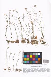 Arabidopsis thaliana (L.) Heynh., Eastern Europe, Moscow region (E4a) (Russia)