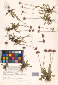 Erigeron borealis (Vierh.) Simmons, Eastern Europe, Northern region (E1) (Russia)