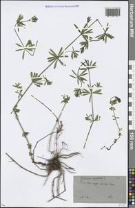 Galium mollugo L., Eastern Europe, Moscow region (E4a) (Russia)