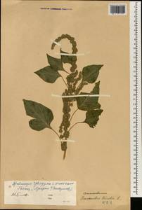 Amaranthus tricolor L., South Asia, South Asia (Asia outside ex-Soviet states and Mongolia) (ASIA) (China)