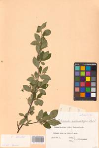 Cotoneaster acutifolius Turcz., Eastern Europe, North-Western region (E2) (Russia)