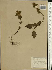 Lamium galeobdolon subsp. galeobdolon, Eastern Europe, Central forest-and-steppe region (E6) (Russia)
