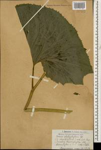 Caucasalia macrophylla (M. Bieb.) B. Nord., Caucasus, Armenia (K5) (Armenia)