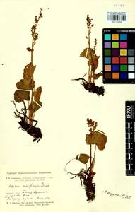 Oxyria digyna (L.) Hill, Siberia, Altai & Sayany Mountains (S2) (Russia)