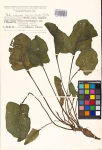 Beta vulgaris L., Eastern Europe, Moscow region (E4a) (Russia)