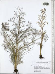 Trinia multicaulis (Poir.) Schischk., Eastern Europe, Central region (E4) (Russia)