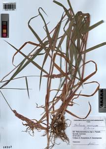 Phalaris arundinacea L., Siberia, Altai & Sayany Mountains (S2) (Russia)