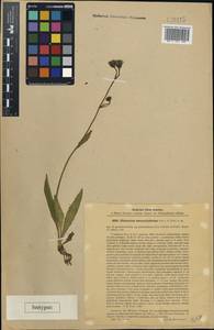 Hieracium sparsum subsp. svaneticiforme (Litv. & Zahn) Zahn, Caucasus, Stavropol Krai, Karachay-Cherkessia & Kabardino-Balkaria (K1b) (Russia)